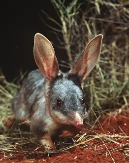 Bandicoot: Bilby / Rabbit-eared BANDICOOT