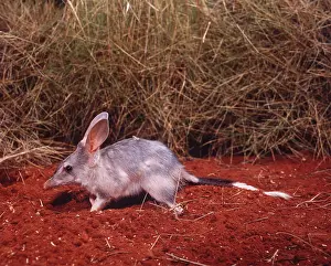 Ears: BILBY / RABBIT-EARED BANDICOOT