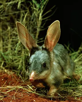 Macrotis: Bilby / Rabbit-eared BANDICOOT - Central Australian desert