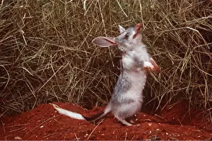 Bandicoot: Bilby / Rabbit-Eared Bandicoot - on hind legs, endangered