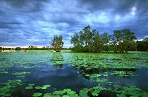 Billabongs: Billabong - Yellow Water - Paperbark swamp with