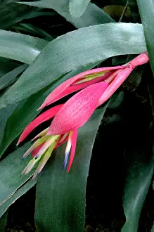 Walled: Billbergia windii - Hybrid bromeliad - a secluded
