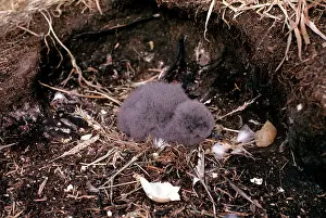 Thin: Thin Billed Prion - chick
