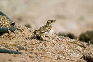 Melanocorypha: Bimaculated Lark
