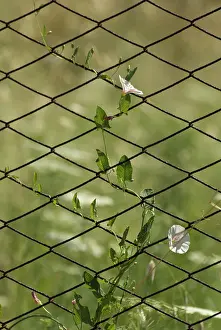 Convolvulus: Bindweed