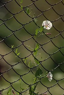 Convolvulus: Bindweed
