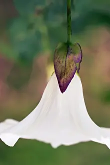 Convolvulus: Bindweed