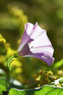 Convolvulus: Bindweed