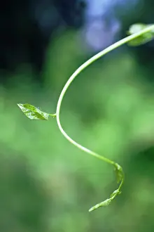 Convolvulus: Bindweed