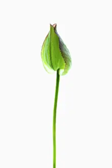 Convolvulus: Bindweed