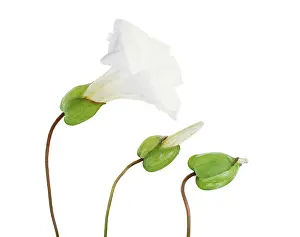 Convolvulus: Bindweed