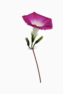 Trumpet: Bindweed, Convolvulus cultivar, Red subject, White