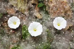 Populus: Bindweed flowers and fallen seeds in fluffy tufts of cot