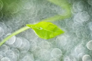 Bindweed: Bindweed leaf and raindrops - Norfolk UK