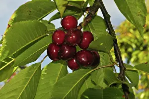 Cherries: Bing Cherries