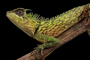 Agamidae: Bintang Horned Tree Lizard (Acanthosaura bintangensis)