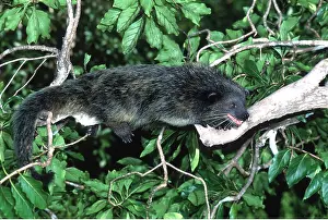 Kallen Marc Ferrero: BINTURONG / Bear Cat
