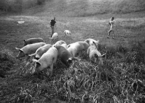 Boars: BIO