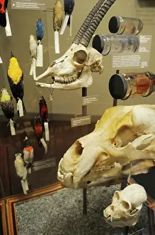 Case: Biodiversity display