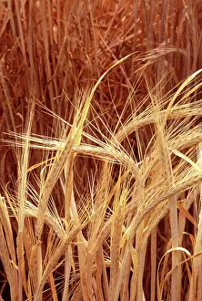 Modified: Bioengineered barley