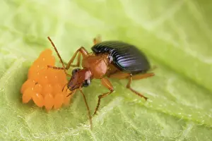 Carabid: Biological control of Potato Beetle