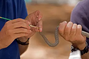 Pricei: Biologists - researching Twin-spotted Rattlesnake