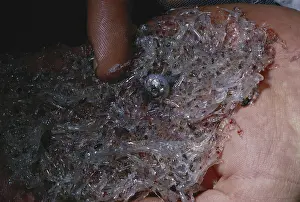 Hand: Bioluminescent Invertebrates