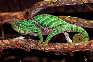 Ranomafana: Biporn Chameleon (Furcifer balteatus), male, Ranomafana