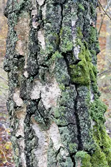 Lichens: Birch - bark covered with mosses and lichens