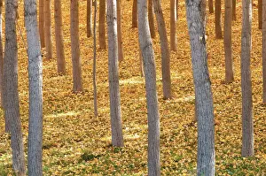Changing: Birch