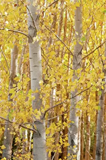 Changing: Birch