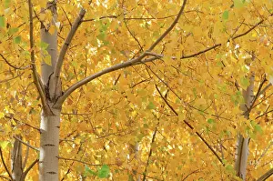 Changing: Birch