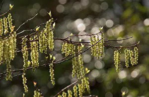 Catkins: Birch