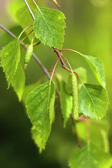 Catkins: Birch
