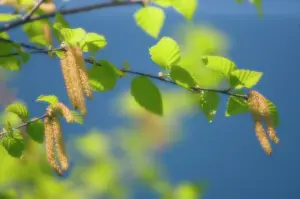 Catkins: Birch