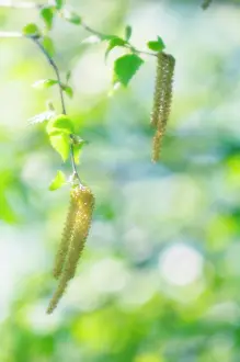Catkins: Birch
