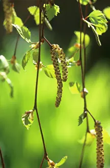 Catkins: Birch