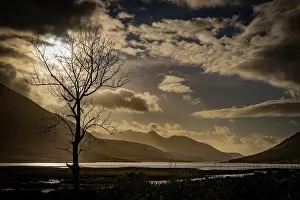 Betula: Birch (Betula) in backlight and dramatic clouds