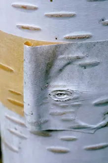 Jacquemontii: Birch