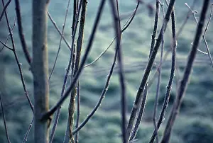 Jacquemontii: Birch