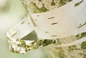 Jacquemontii: Birch