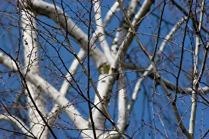 Jacquemontii: Birch