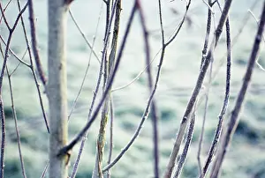 Silky: Birch