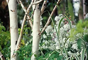Pure: Birch