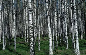 Weeping: Birch