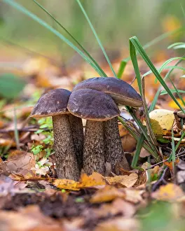 Higher: Birch bolete (Leccinum scabrum) in autumn forest