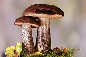 Higher: Birch bolete (Leccinum scabrum) grows at the edg