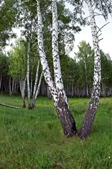 Fires: Birch Forest near river Sinara - trees trunks bear