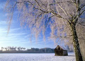 Birches: Birch and hut, frost covered birch tree and hut in winter