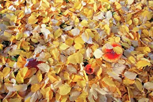 Birches: Birch Leaves - on ground with Fly Agaric (Amanita muscaria)